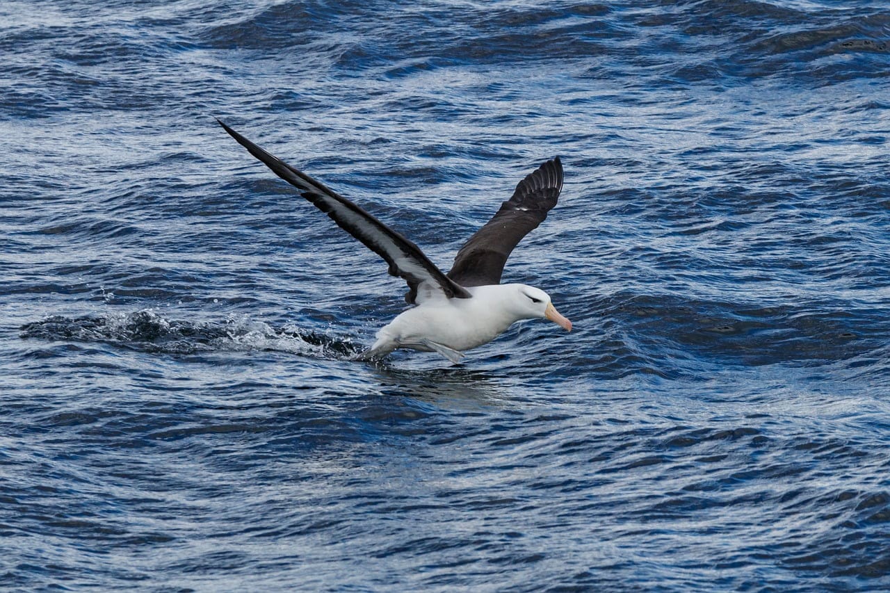 albatross