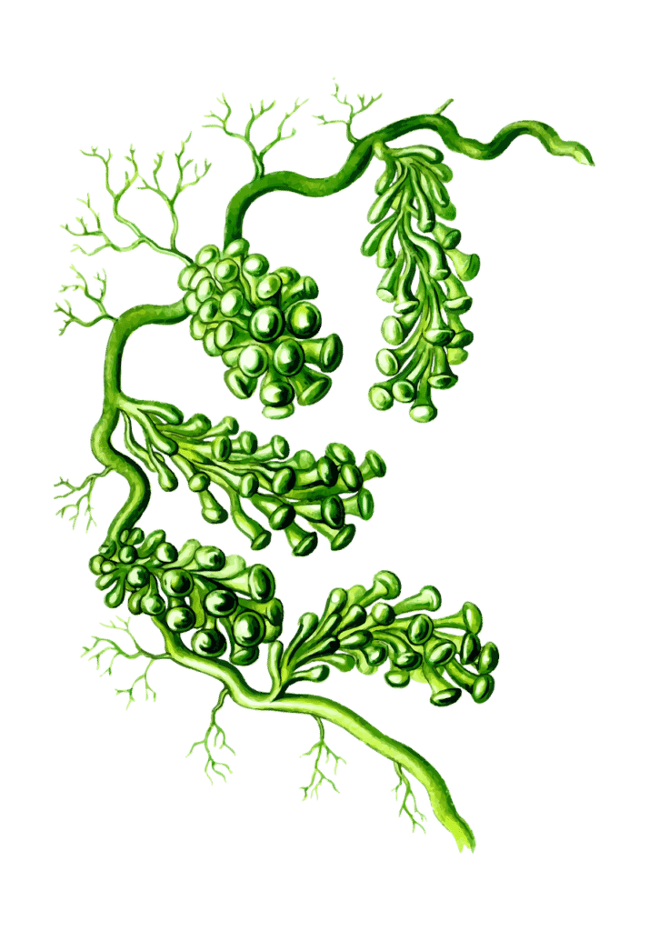 algae