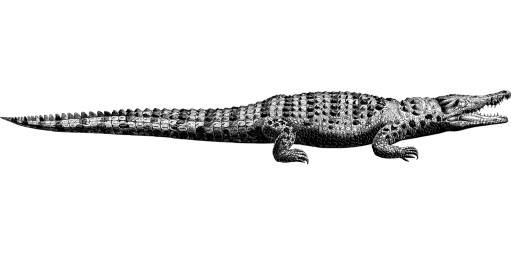 alligator