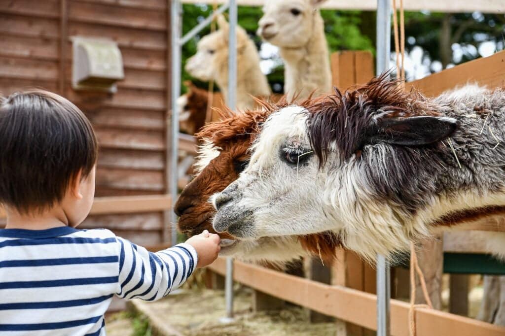 alpaca