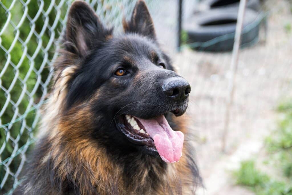 alsatian
