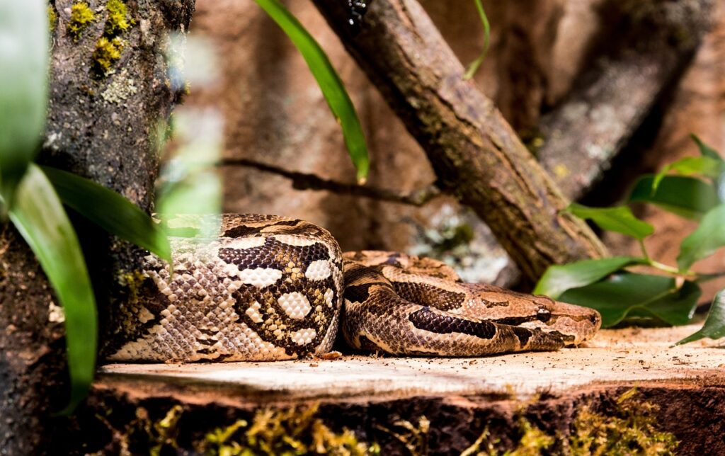 anaconda