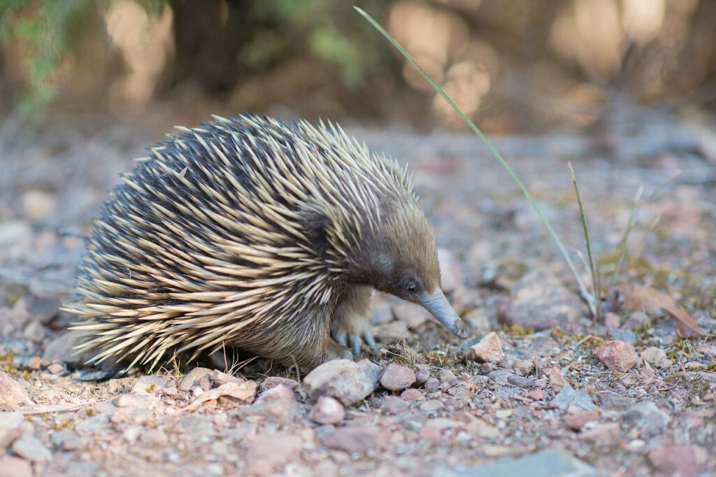 anteater