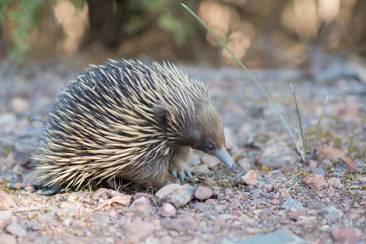 anteater