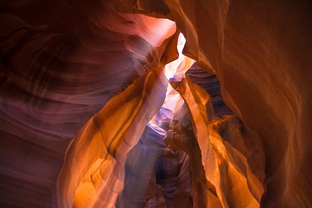 antelope