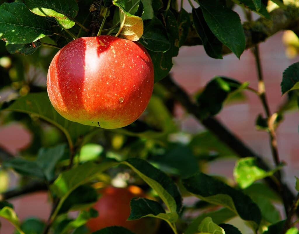 apple tree