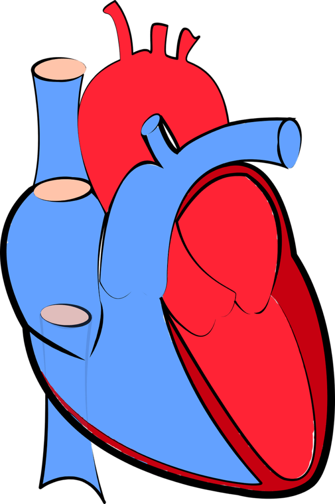 arteries