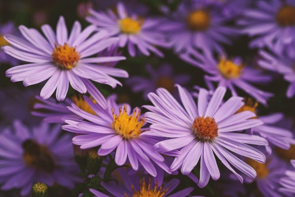 asters