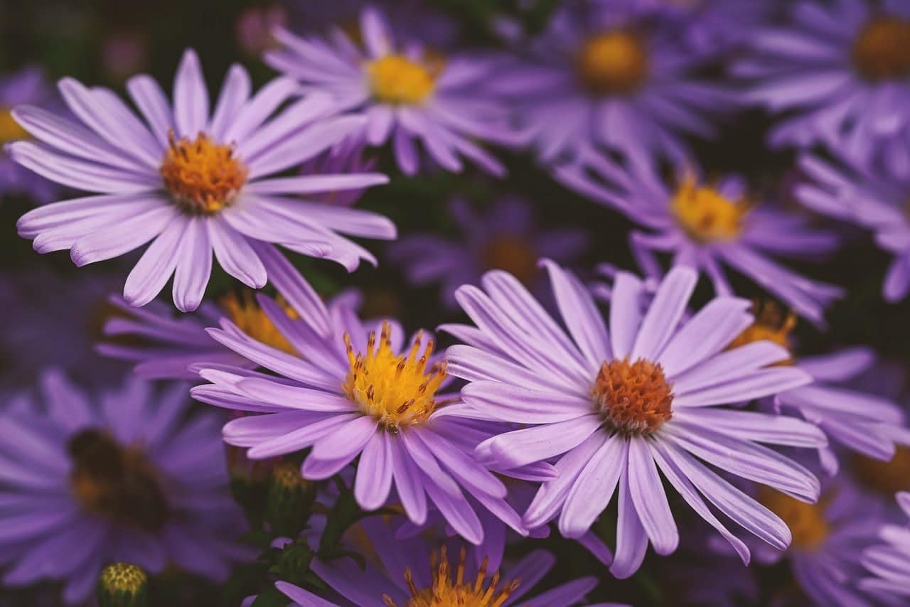 asters