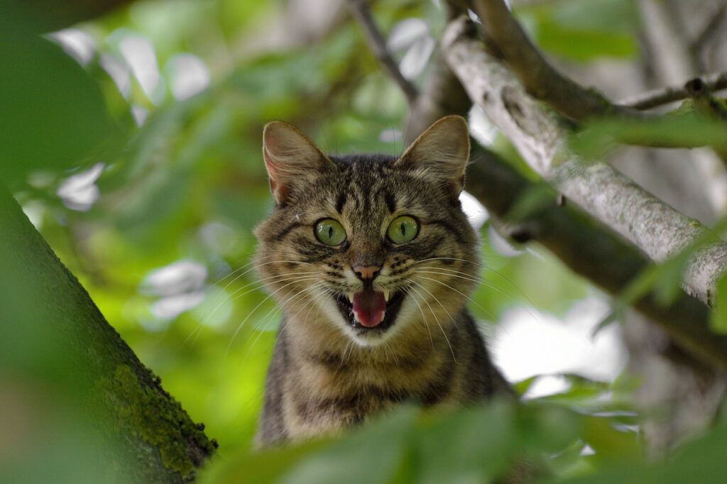 astonishment