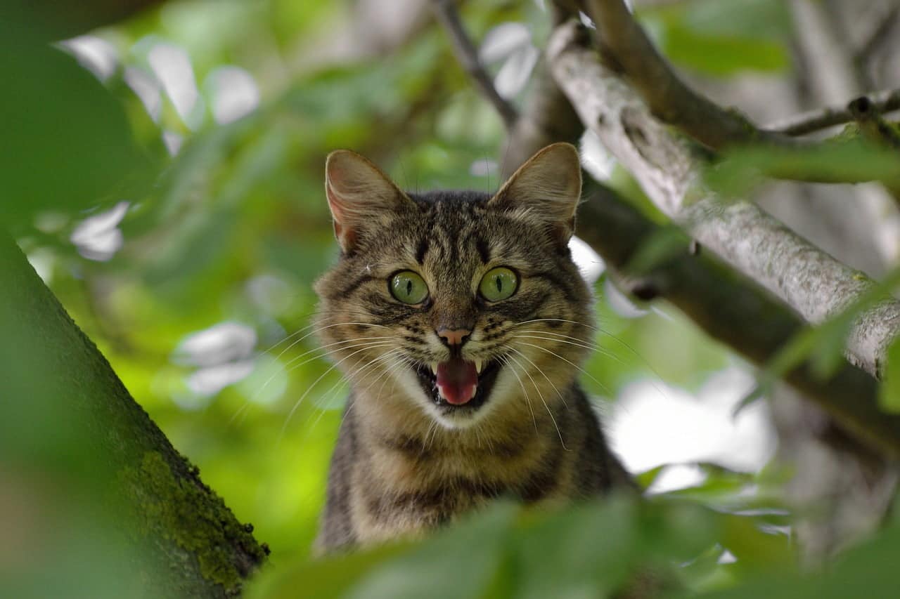 astonishment