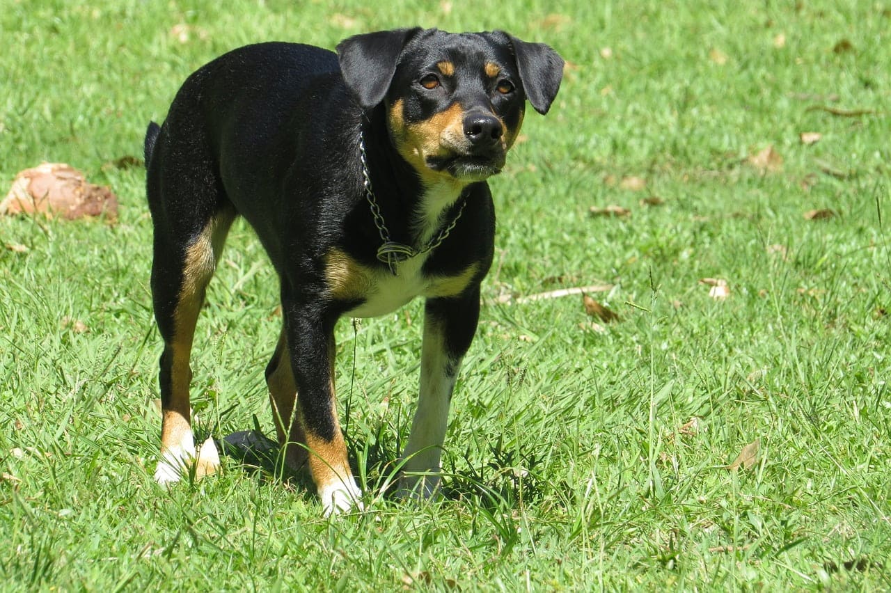 dream meaning Attacking Dog