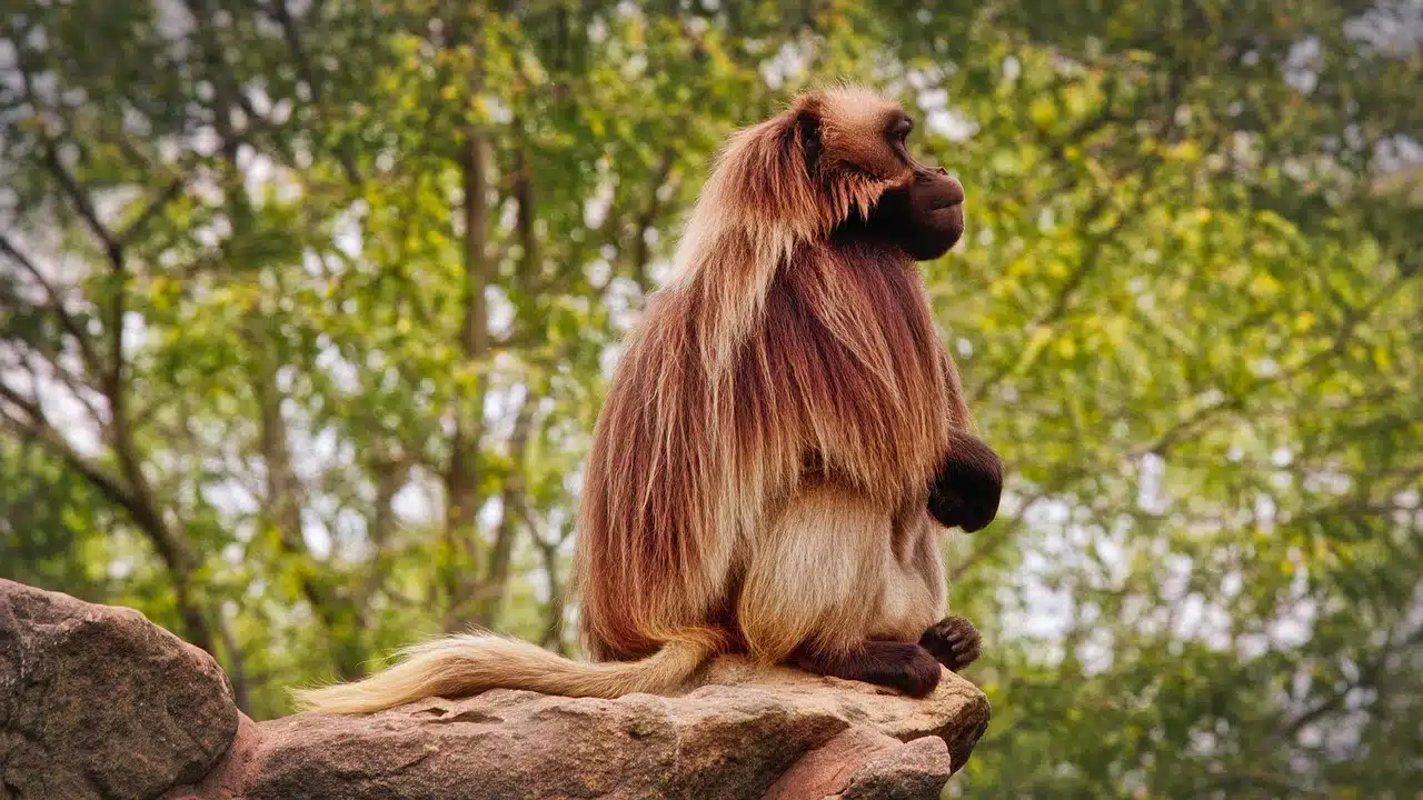 dream meaning Baboon