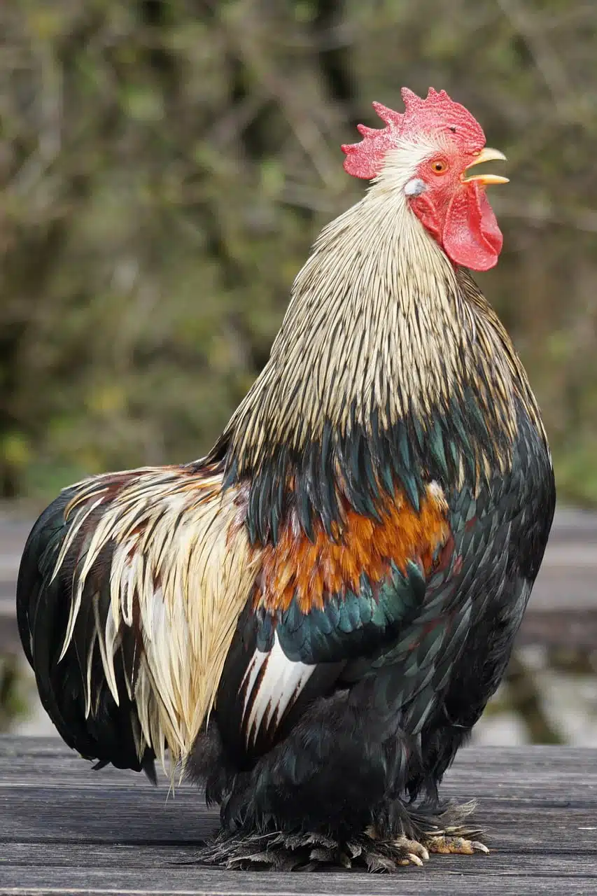 dream meaning Bantam