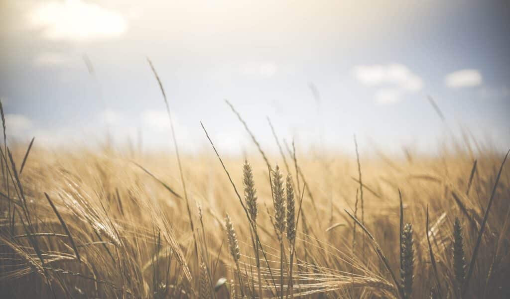 Barley Field Dream meaning