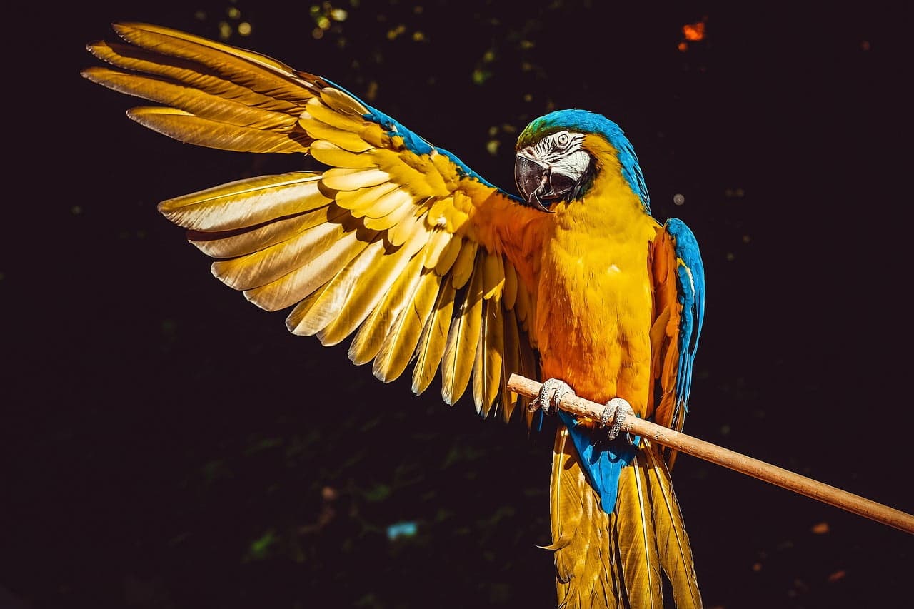 dream meaning Beak