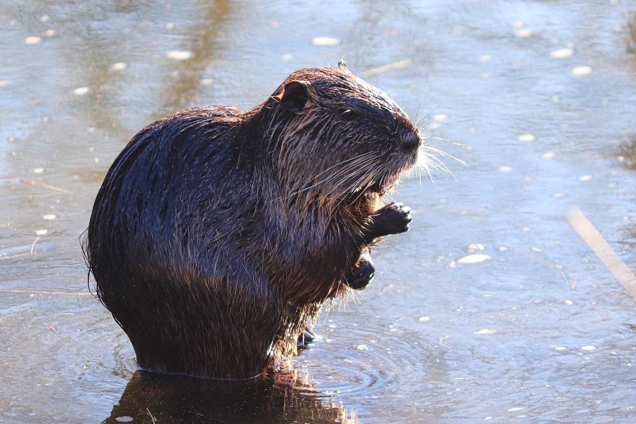 dream meaning Beaver