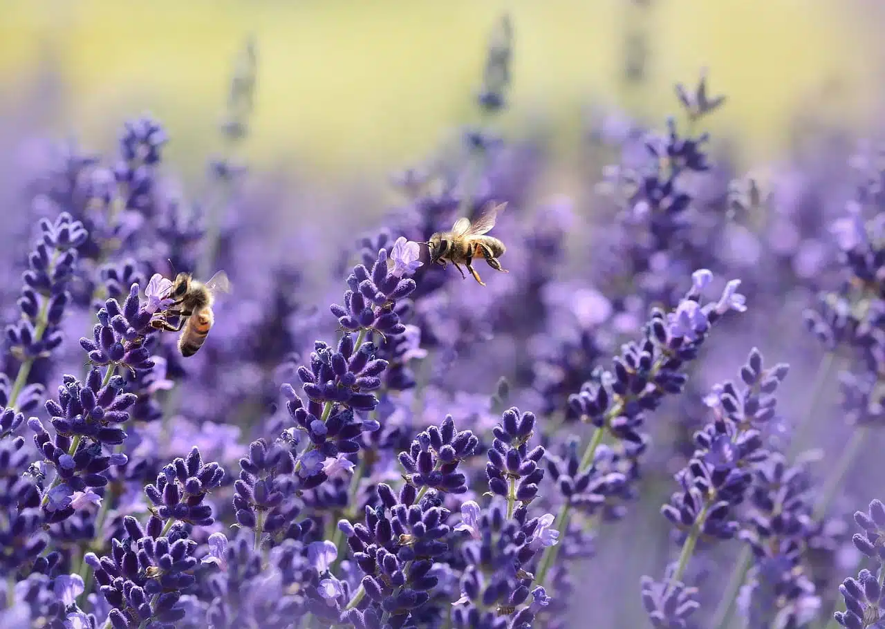 dream meaning Bee