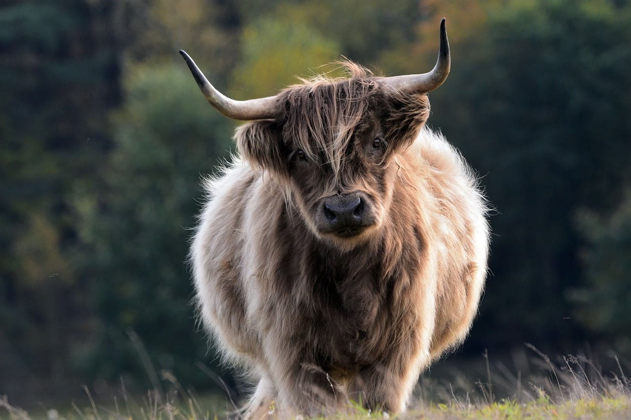dream meaning Beef