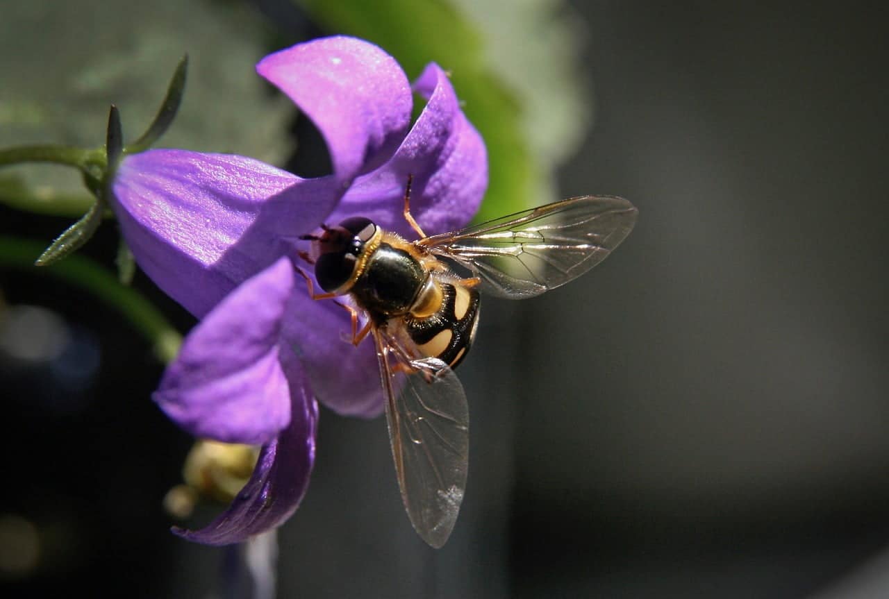 dream meaning Bellflower