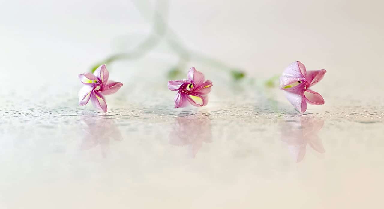 dream meaning Bindweed
