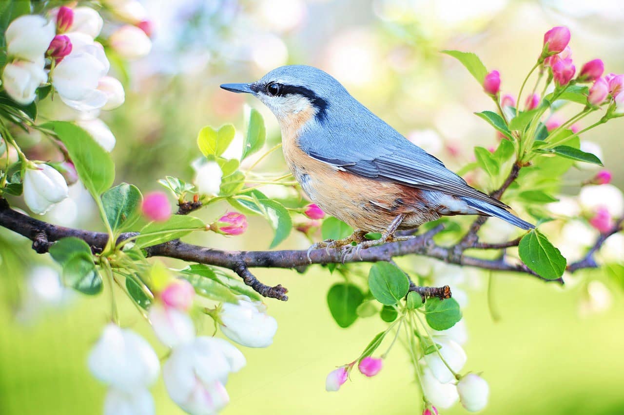 dream meaning Bird