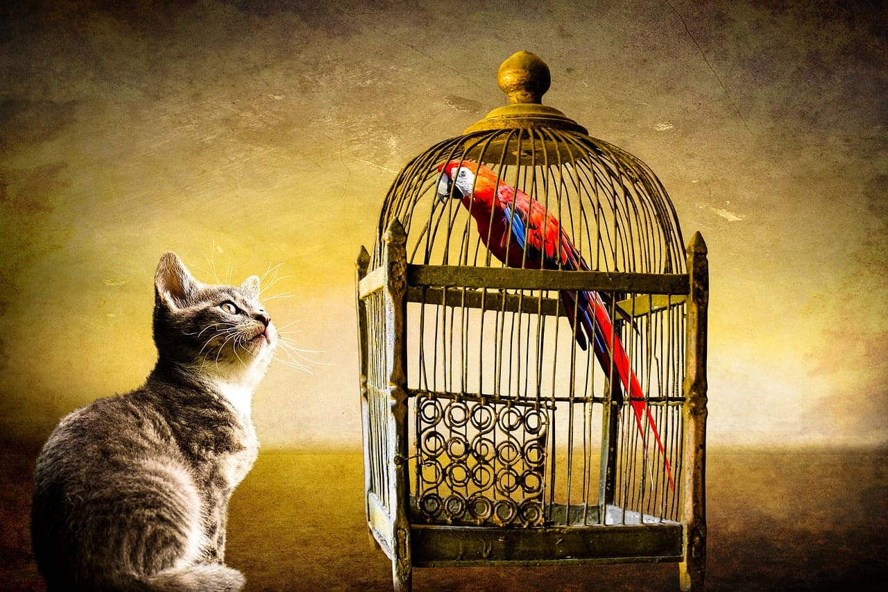 dream meaning Birds cage