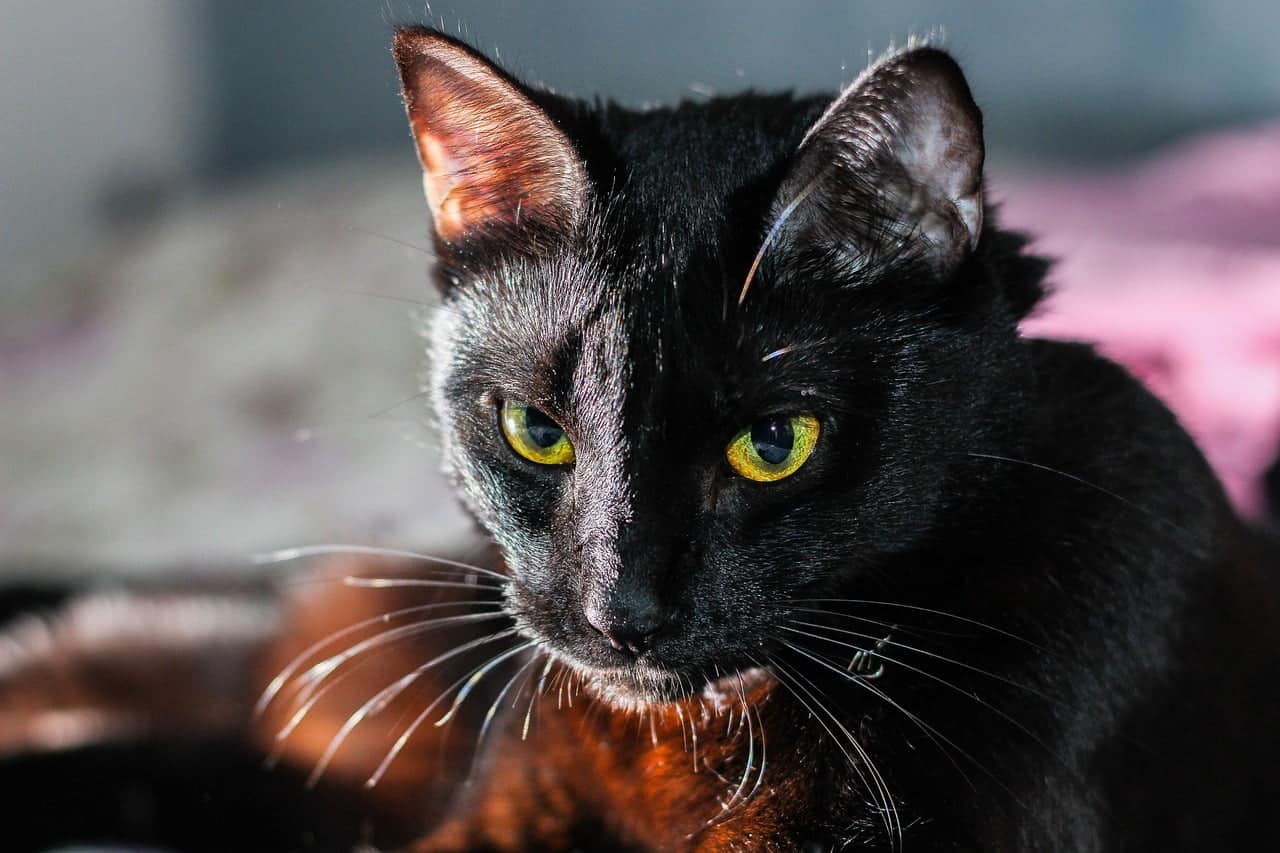 dream meaning Black Cat