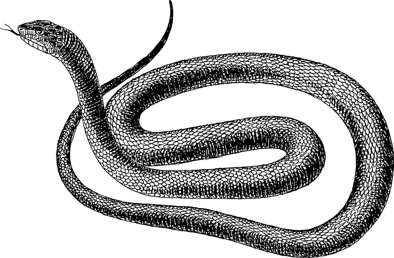 dream meaning Black Snake