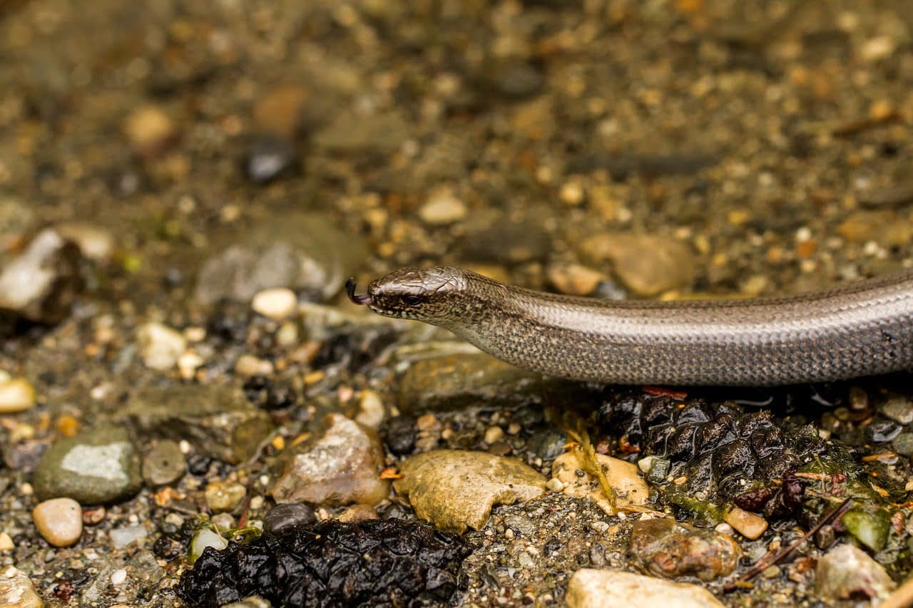 dream meaning Blindworm