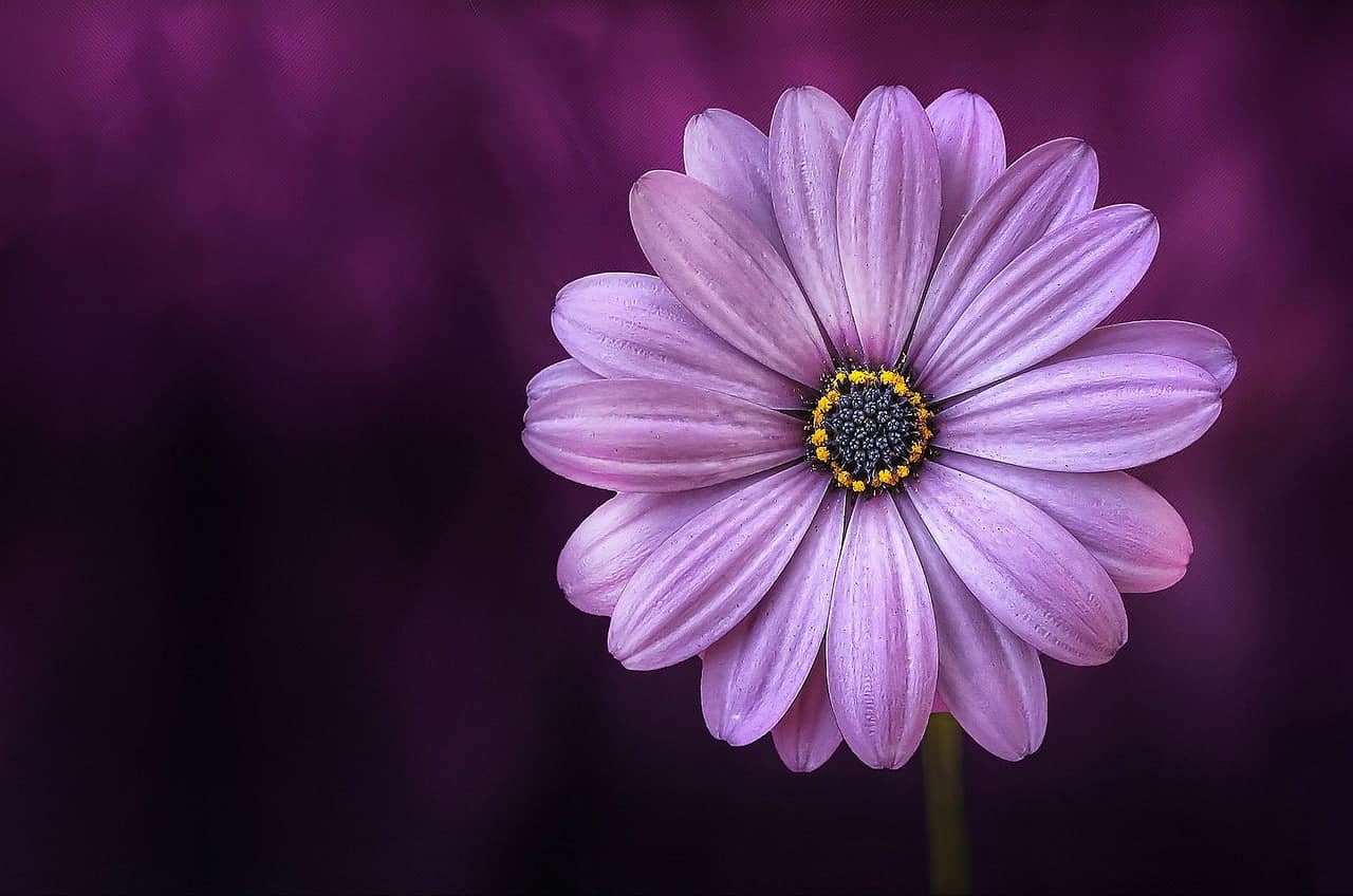 dream meaning Bloom