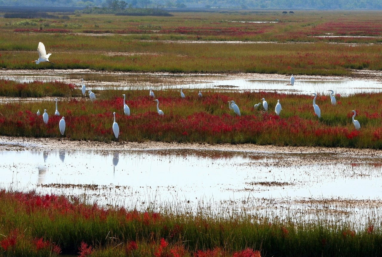 dream meaning Bog
