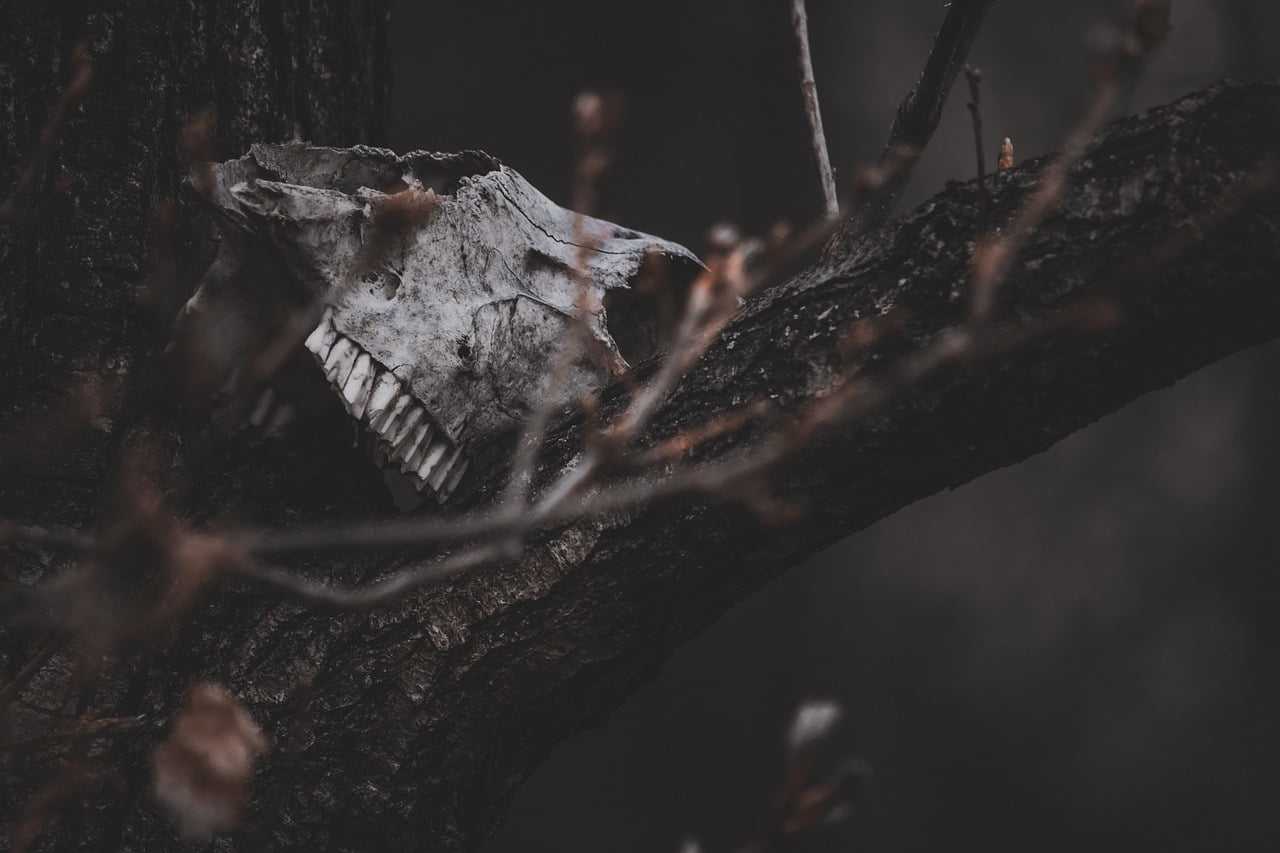 dream meaning Bones