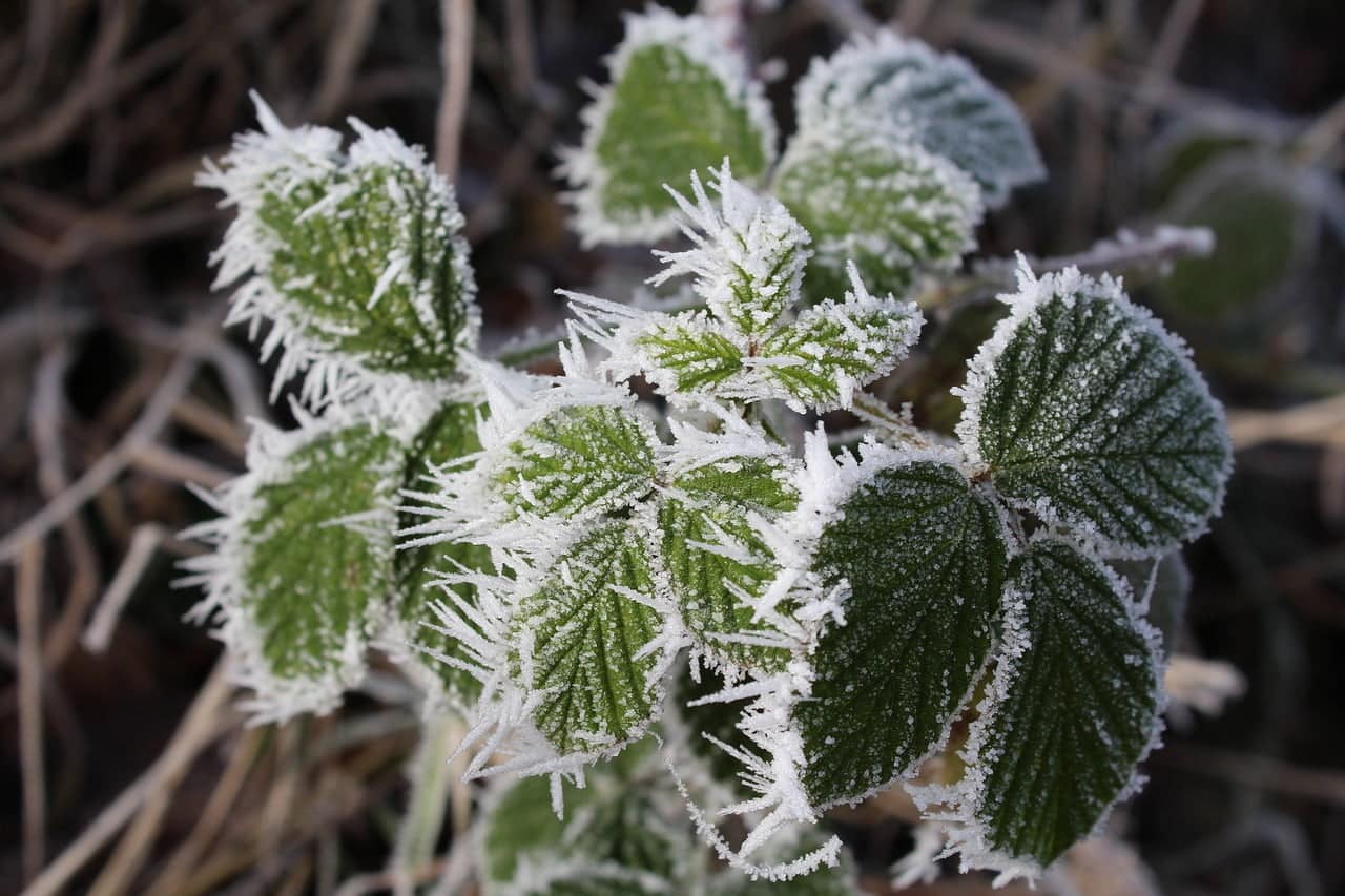 dream meaning Brambles