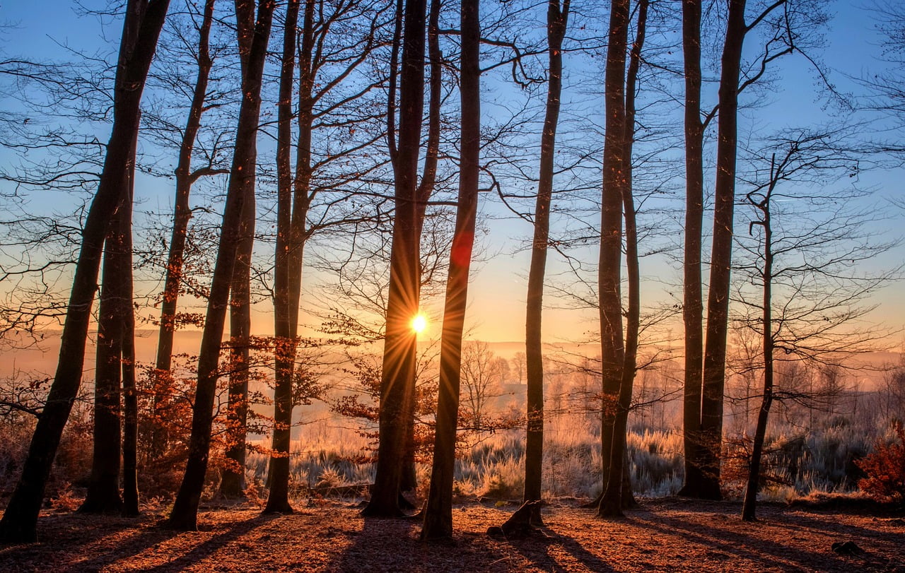 dream meaning Branches