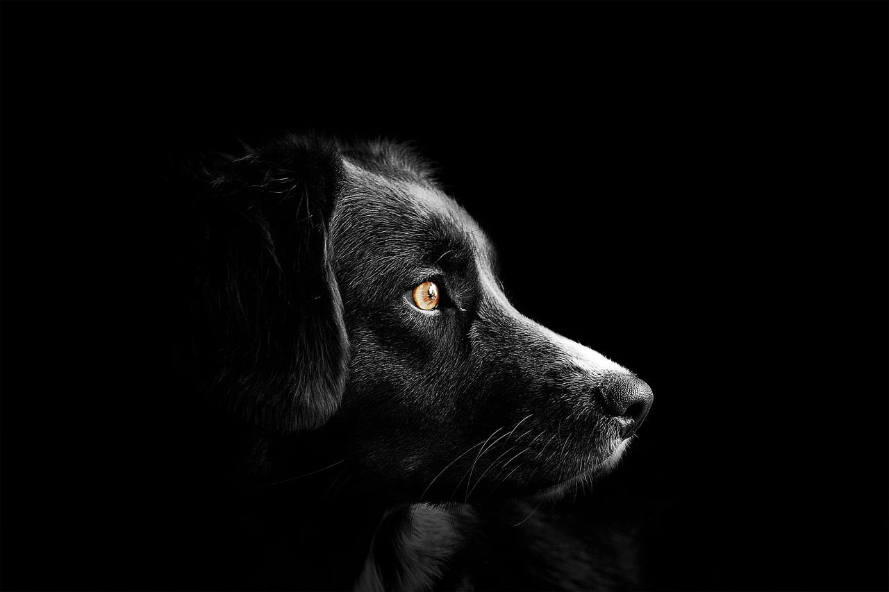 dream meaning Breed