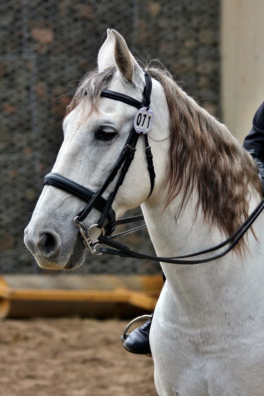 dream meaning Bridle Bits