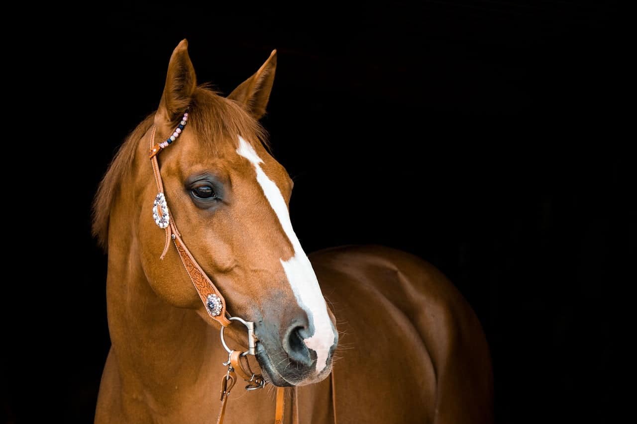 dream meaning Bridle
