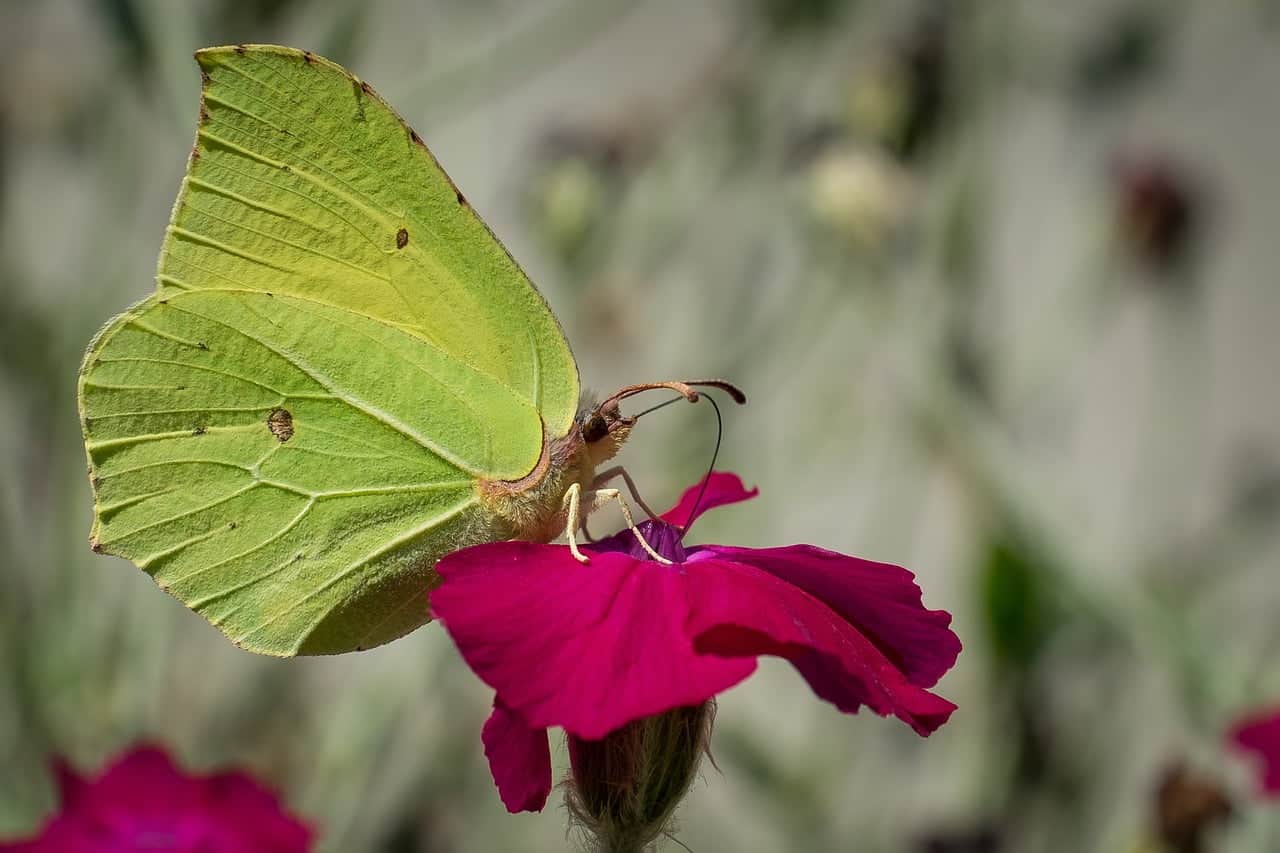 dream meaning Brimstone