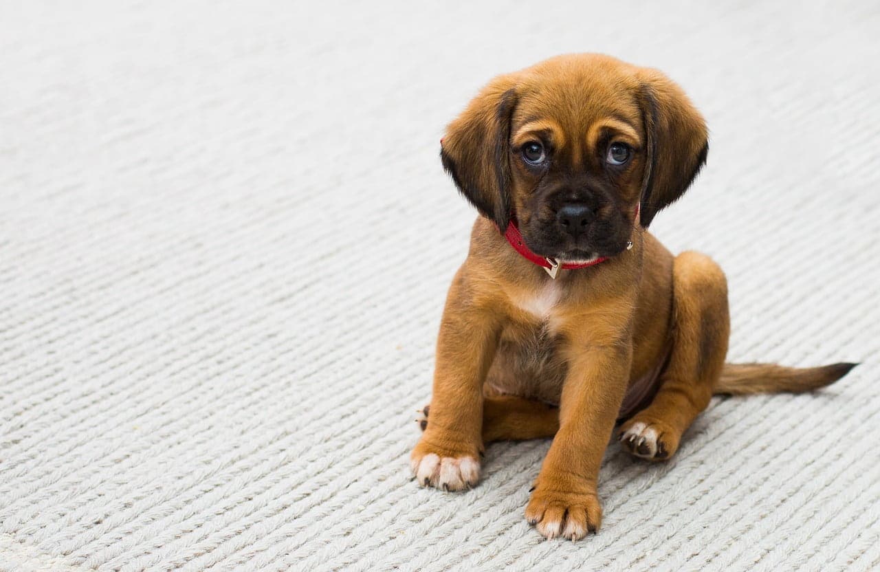 dream meaning Brown Dog