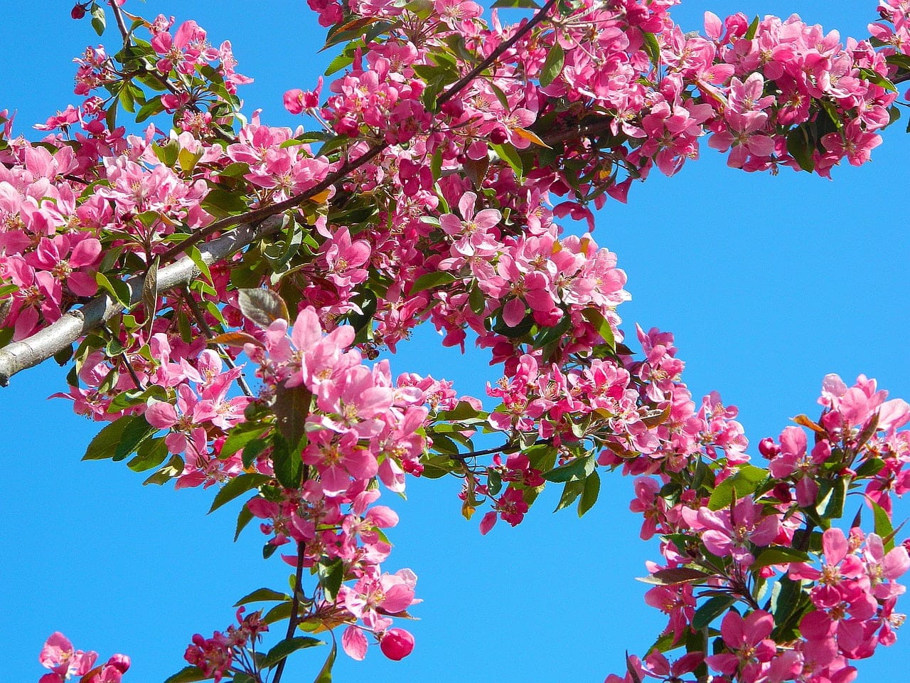 dream meaning Brushwood