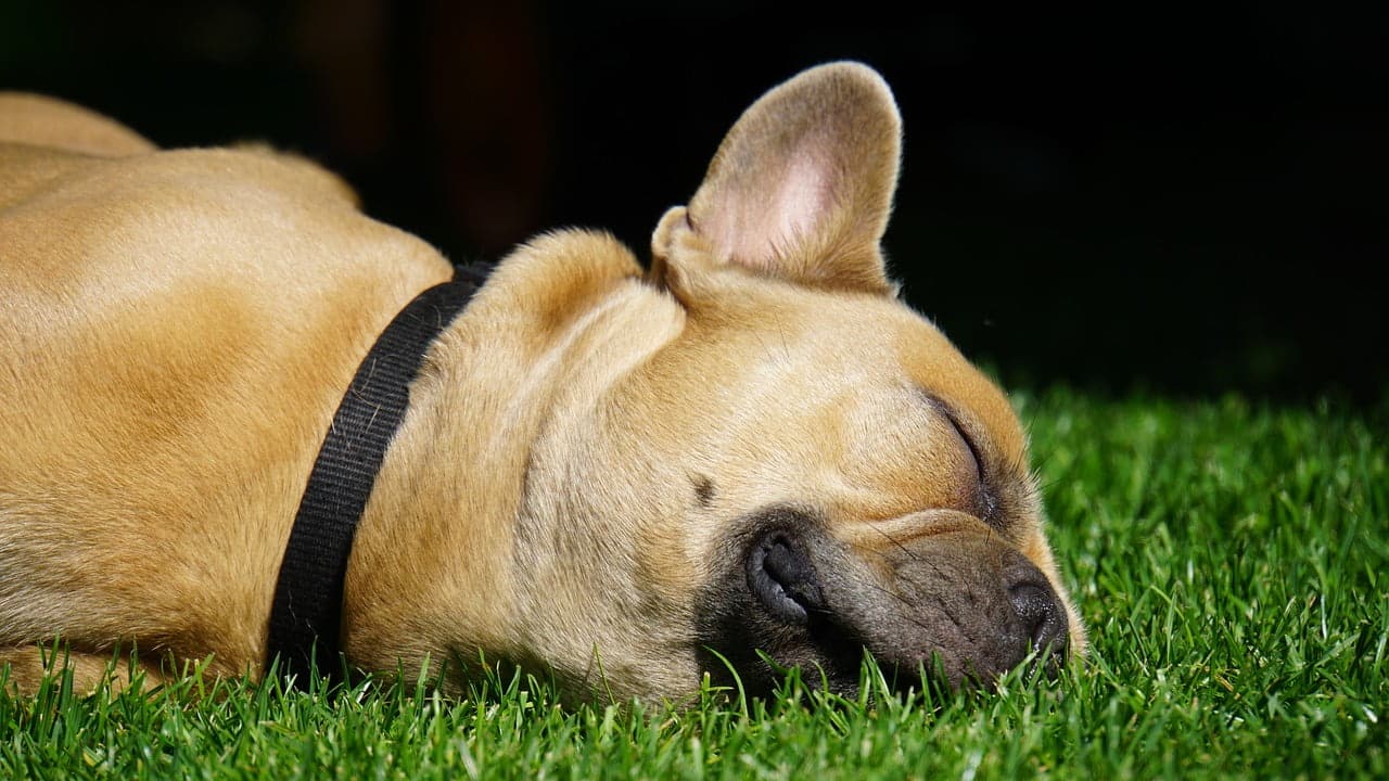 dream meaning Bulldog