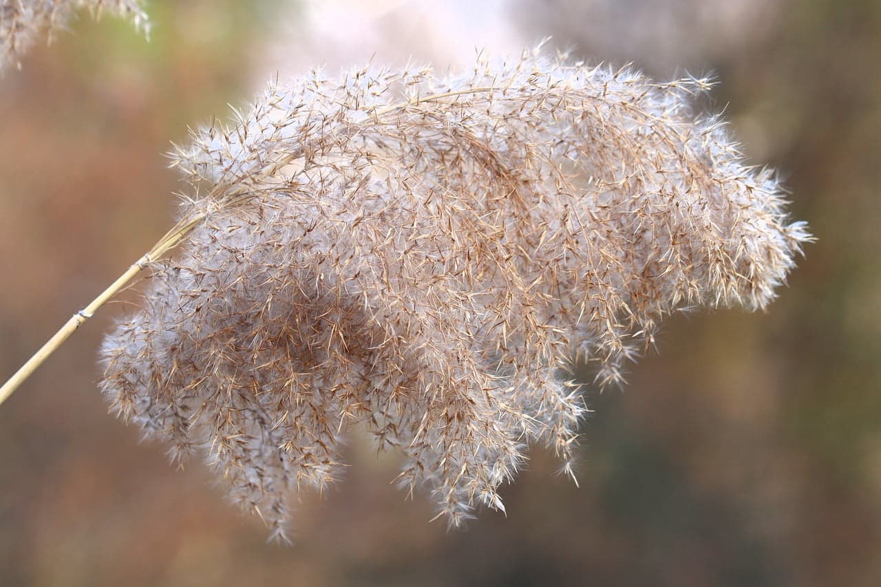 dream meaning Bulrush