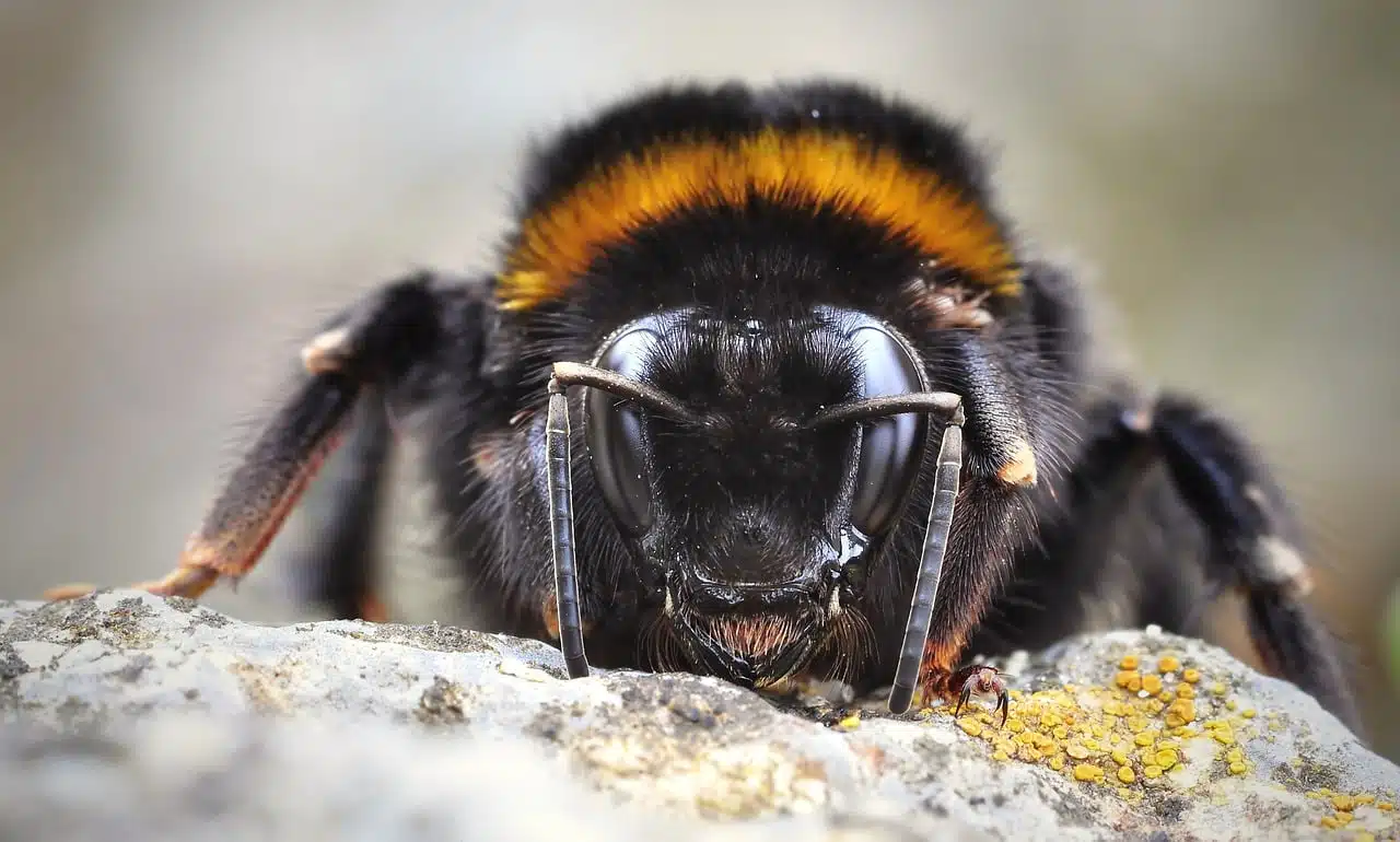 dream meaning Bumblebee