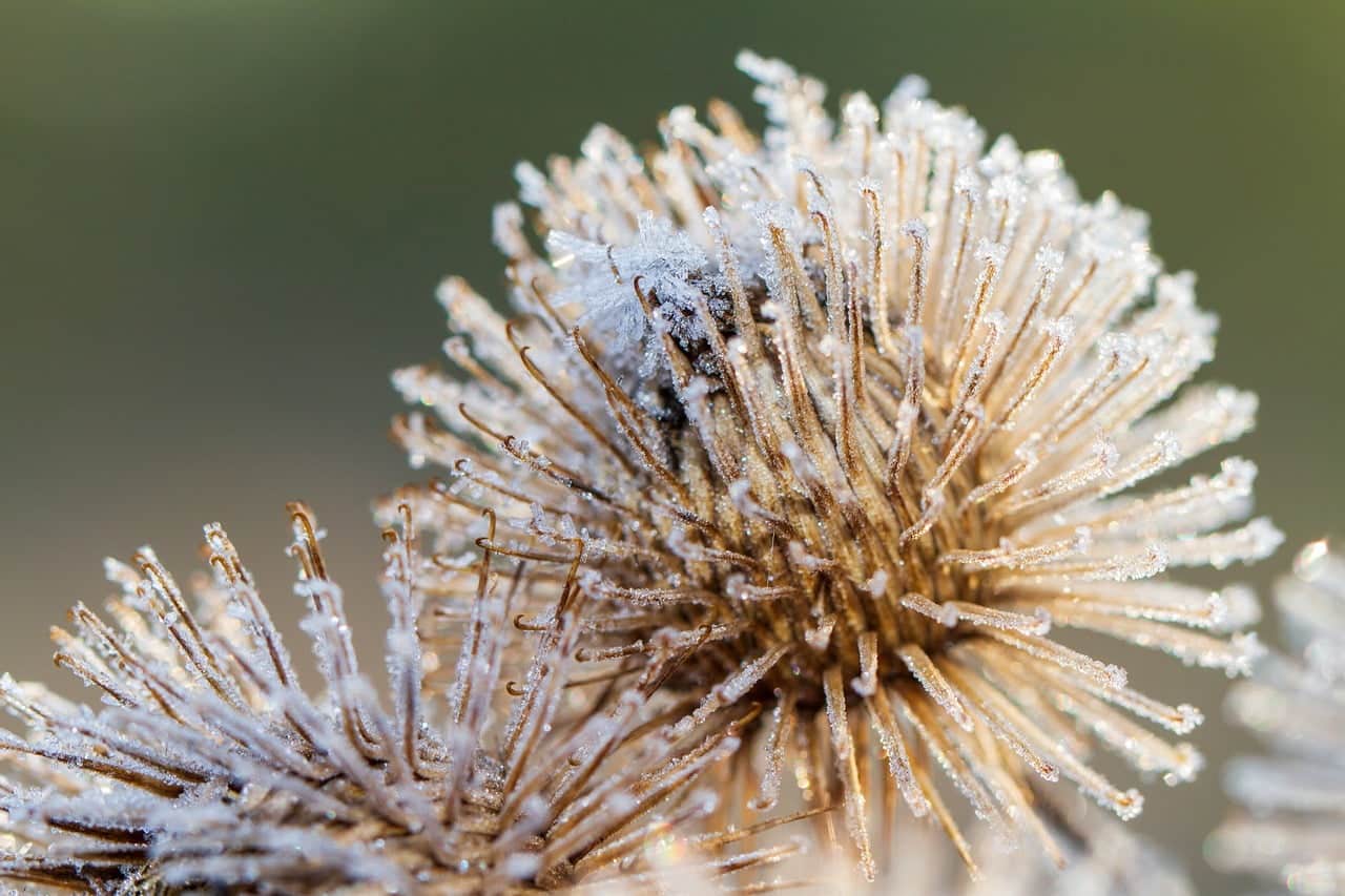 dream meaning Burdock