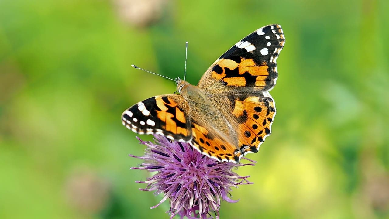 dream meaning Butterfly