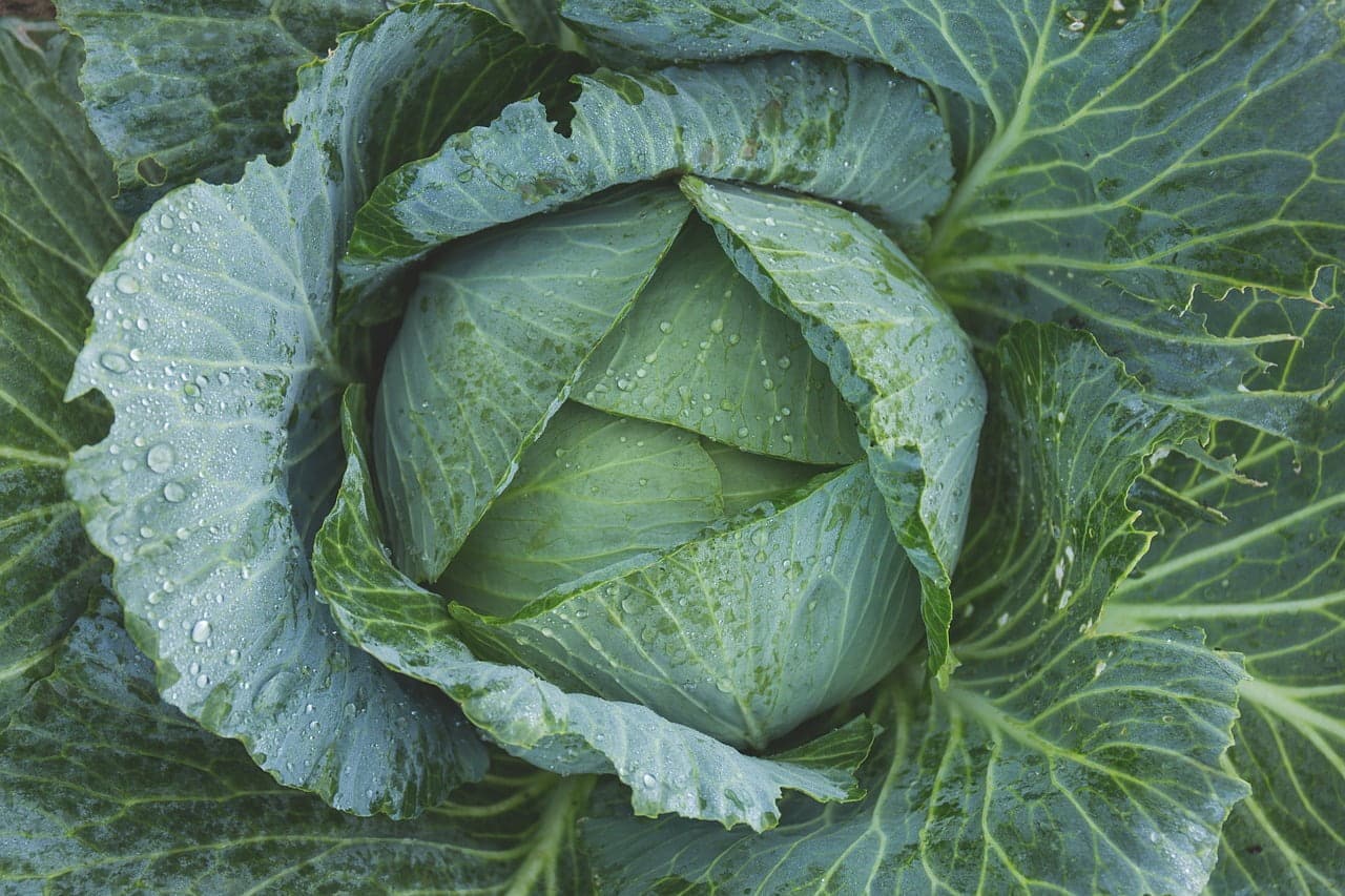 dream meaning Cabbage