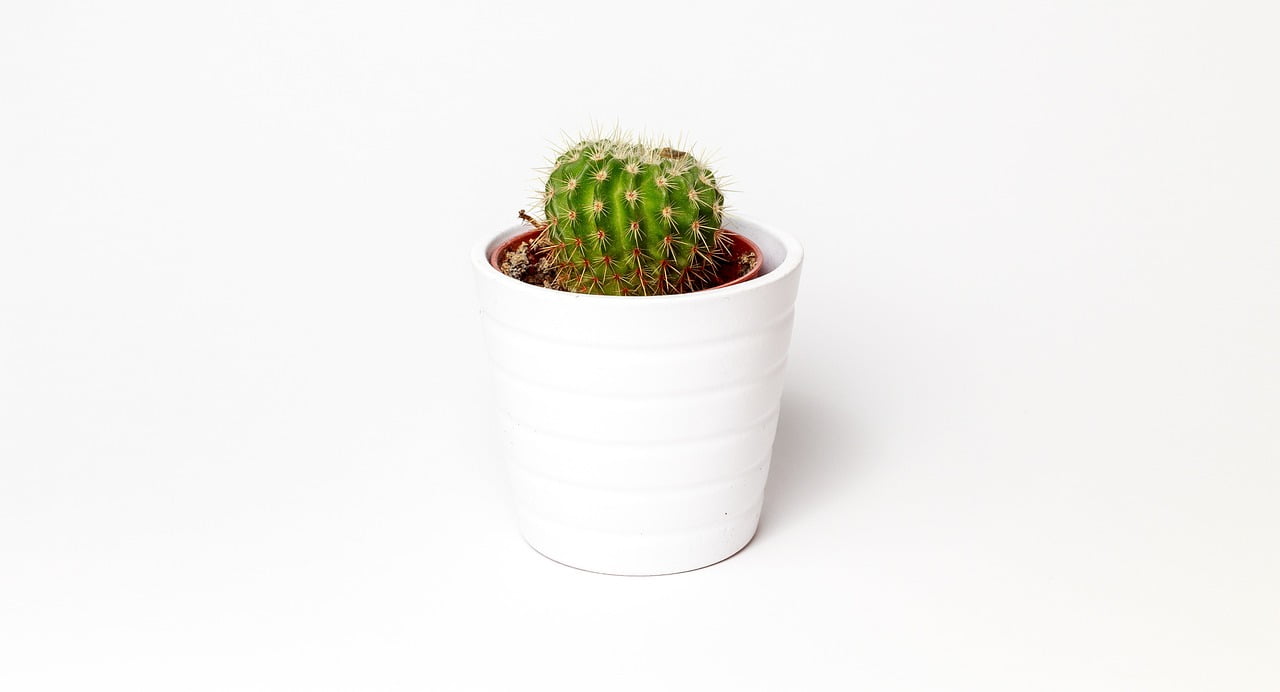 dream meaning Cactus