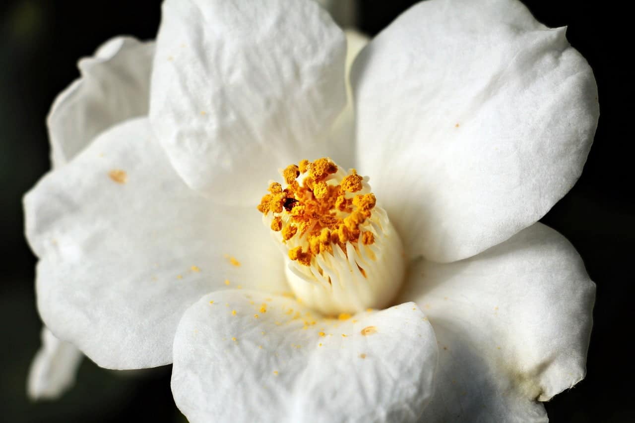 dream meaning Camellia