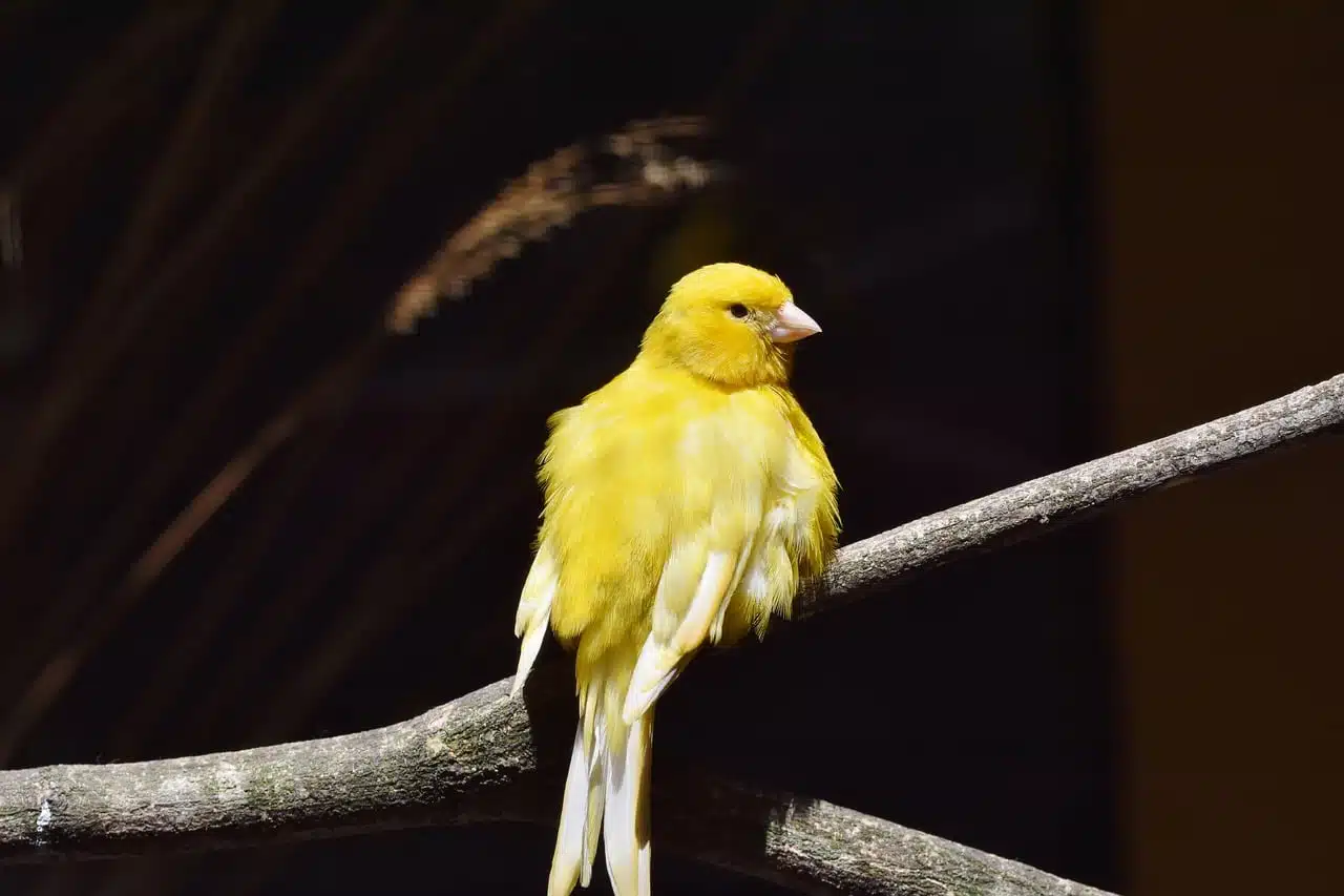dream meaning Canary Birds